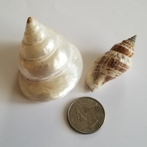 Two seashells spiral shells beach coastal white tan decor ocean sea mermaid - Picture 2 of 11